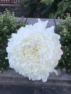 美丽牡丹花