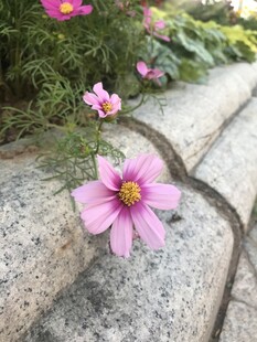 娇艳格桑花