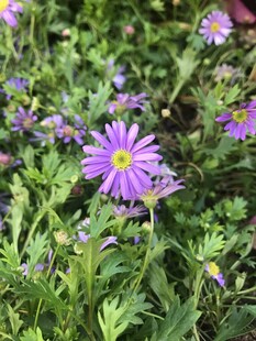 紫色小花绽放