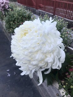 白色菊花绽放
