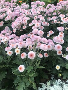 粉色雏菊绽放