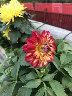 多彩花卉绽放