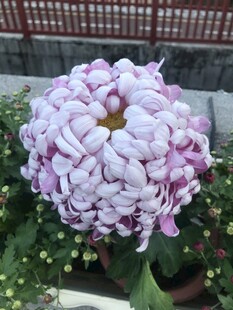 紫色大丽花
