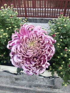 艳丽紫菊绽放