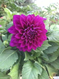 艳丽大丽花绽放