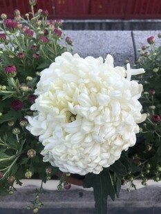 白菊花