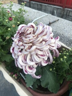 紫白相间菊花盆栽