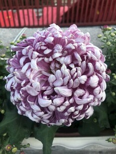 紫色菊花