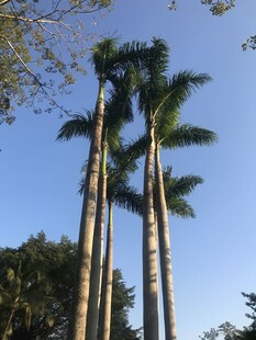棕榈树