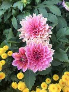 大丽花与小黄花