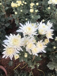 白色菊花绽放