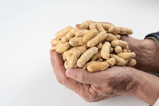 手中捧着的美味腰果