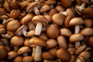 一堆新鲜的棕色蘑菇