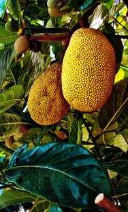 菠萝蜜栽培