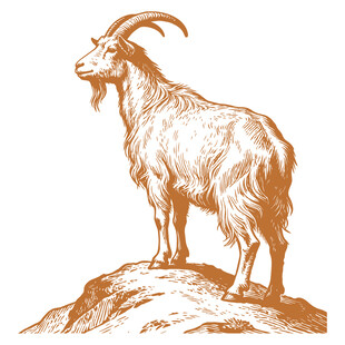 站立于岩石上的山羊