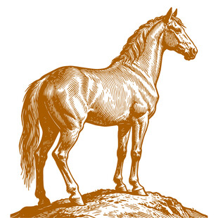 站立于石上的俊逸骏马