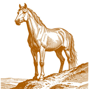 站立于山丘的俊美骏马