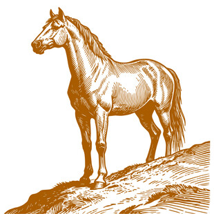 站立山巅的骏马