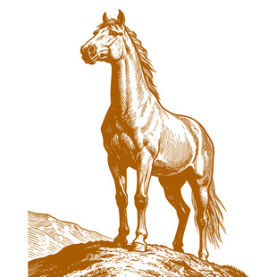 站立于山巅的俊逸骏马