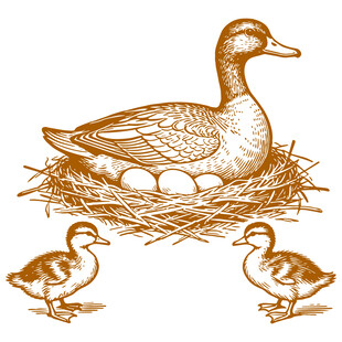 母鸭孵蛋与小鸭