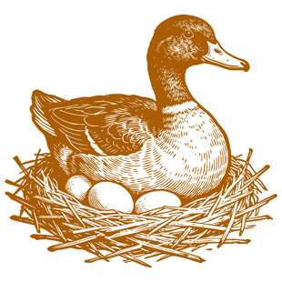 巢中孵蛋的鸭子