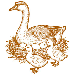 母鹅与雏鹅在巢边