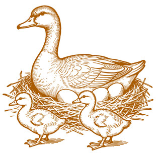 母鸭孵蛋与幼鸭相伴画面