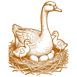 母鹅与幼雏及鹅蛋画面