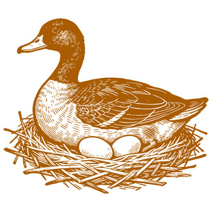 巢中孵蛋的鸭子