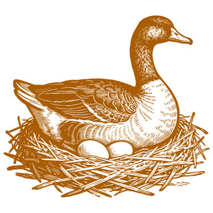 巢中孵蛋的鸭子