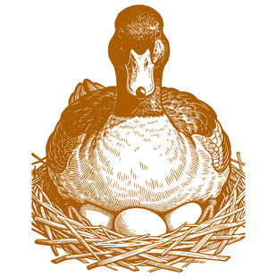 鸭子卧巢孵蛋图