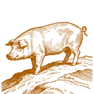 站立的肥猪插画