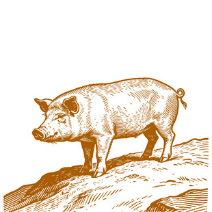 站立的猪