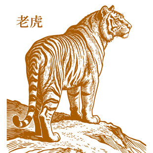 山巅上的威严老虎