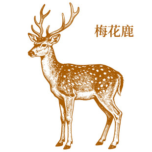 梅花鹿插画