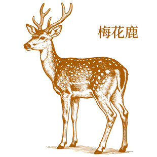 手绘梅花鹿形象展示