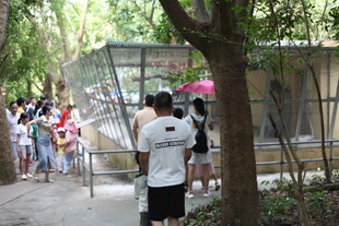 游客排队参观动物园场景