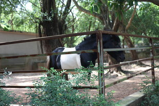 围栏内的黑白马匹