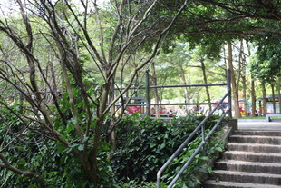 林间石阶绿意盎然的小径