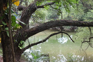 湖畔老树绿意盎然之景