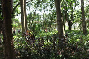 茂密树林中的自然景致