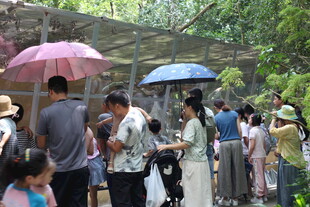 景区游客撑伞排队游览