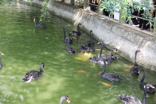 池塘中嬉戏的黑羽水鸟