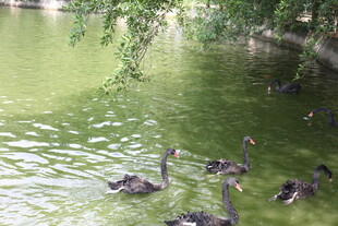 湖畔群鹅戏水图