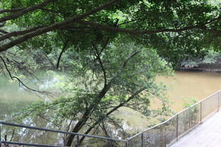 河畔绿树成荫景致宜人