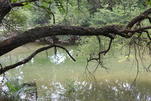林间静谧小河畔