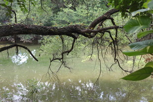 溪边繁茂树枝与绿意景象