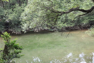 林间静谧绿水景色