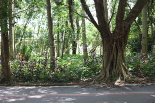 林间静谧道路绿意盎然