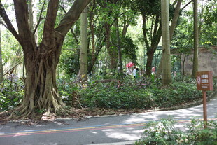 林间小道的静谧自然景致